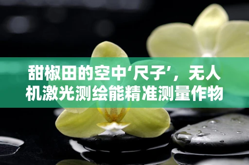 甜椒田的空中‘尺子’，无人机激光测绘能精准测量作物高度吗？