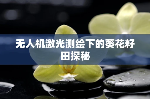 无人机激光测绘下的葵花籽田探秘